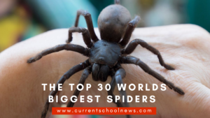 Die Top 30 der größten Spinnen der Welt 2022 Update
