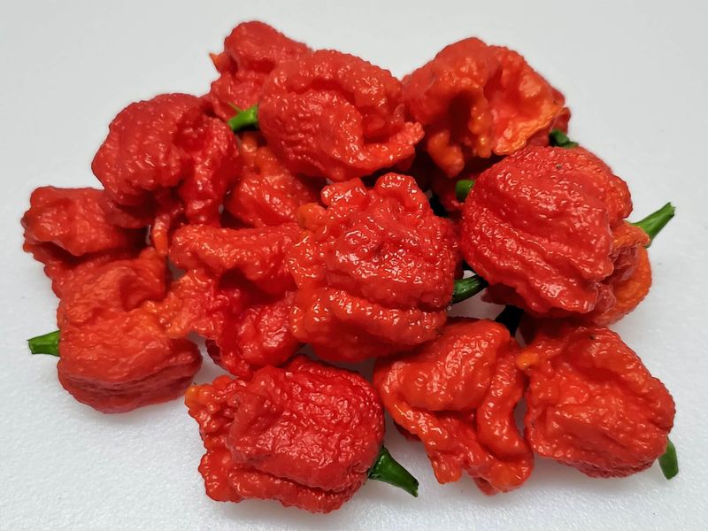 Was ist die heißeste Paprika der Welt?