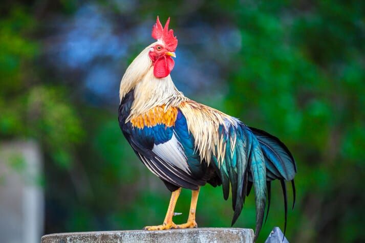 Unterschiede zwischen Hahn und Huhn: 6 Fakten, die Sie nicht kannten