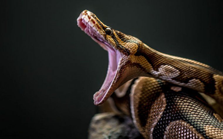 10 Hauptunterschiede zwischen Python und Anaconda, die Sie nicht kannten