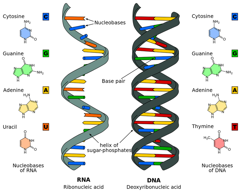 10 Bemerkenswerte Unterschiede zwischen DNA und RNA